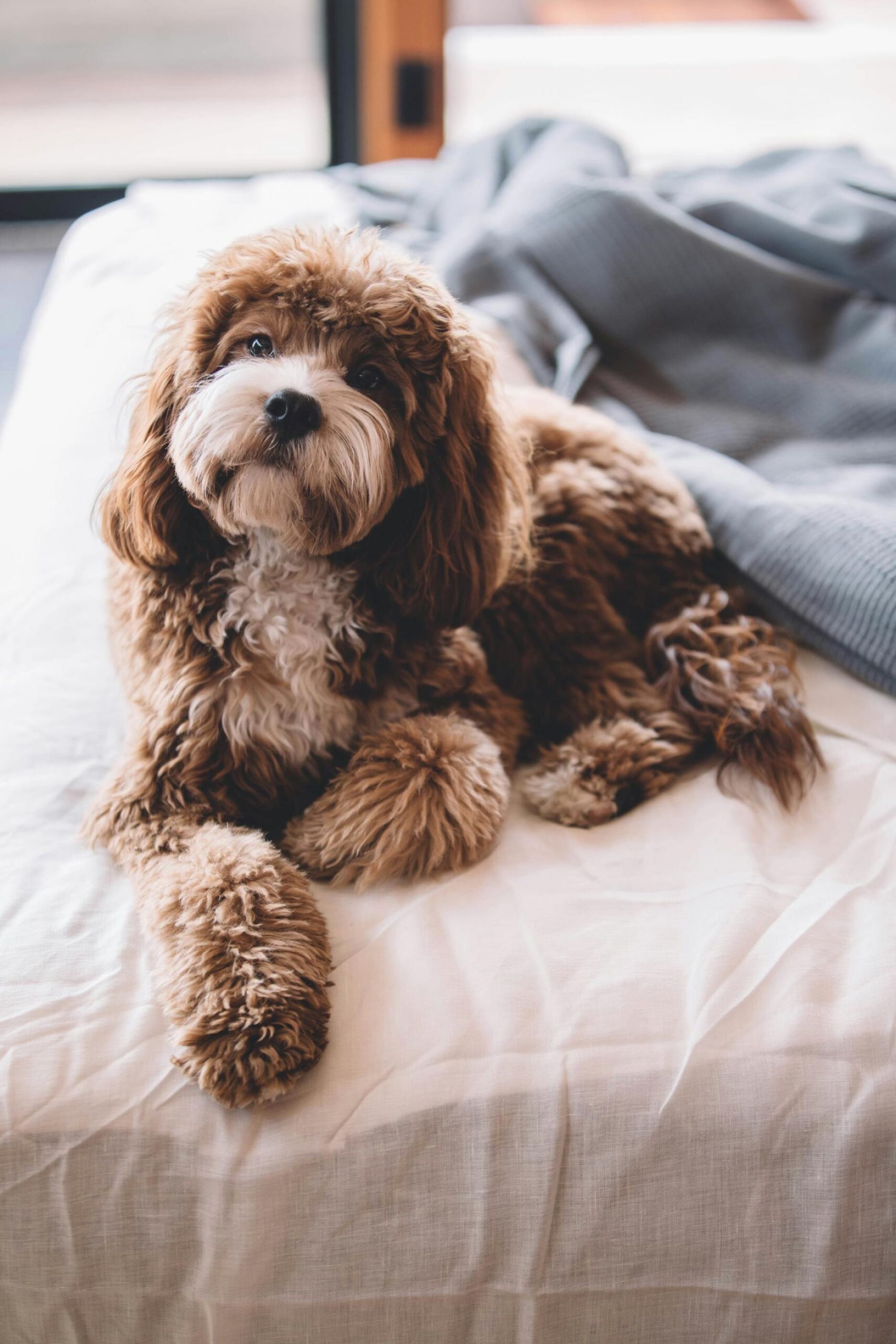 Fluffy brown and white dog lying on a bed next to a gray blanket at Northside Vistas apartments.